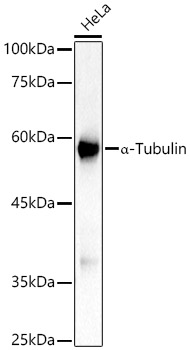 α-Tubulin Rabbit mAb