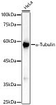 Western blot - α-Tubulin Rabbit mAb (AC049)