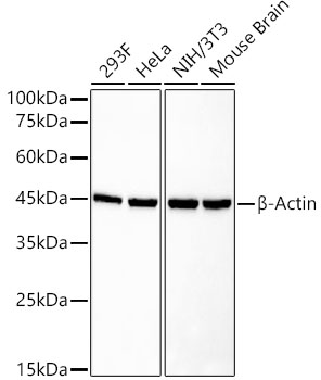 β-Actin Rabbit mAb