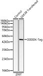 Western blot - Rabbit anti DDDDK-Tag pAb (AE004)