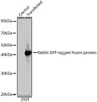 Western blot - Rabbit anti GFP-Tag pAb (AE011)
