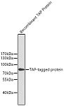 Western blot - Mouse anti TAP-Tag mAb (AE021)