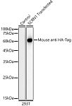 Western blot - HRP-conjugated Mouse anti HA-Tag mAb (AE025)