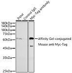 Immunoprecipitation - Affinity Gel-conjugated Mouse anti Myc-Tag mAb {Anti-Myc 亲和凝胶} (AE060)