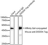 Immunoprecipitation - Affinity Gel-conjugated Mouse anti DDDDK-Tag mAb {Anti-Flag 亲和凝胶} (AE061)