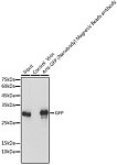 Immunoprecipitation - Magnetic beads-conjugated anti-GFP VHH Single Domain antibody (AE079)