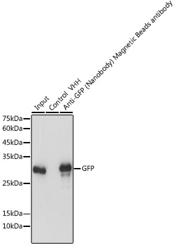 Magnetic beads-conjugated anti-GFP VHH Single Domain antibody