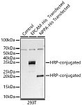 Western blot - HRP-conjugated Rabbit anti His-Tag mAb (AE104)