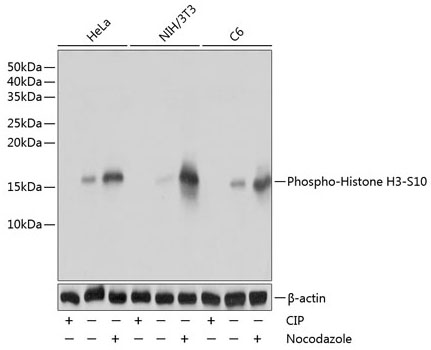 Phospho-Histone H3-S10 Rabbit mAb