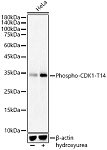 Western blot - Phospho-CDK1-T14 Rabbit pAb (AP0015)