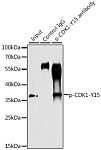 Western blot - Phospho-CDK1-Y15 Rabbit pAb (AP0016)