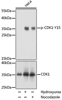 Phospho-CDK1-Y15 Rabbit pAb