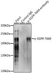 Western blot - Phospho-EGFR-T669 Rabbit pAb (AP0025)