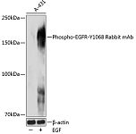 Western blot - Phospho-EGFR-Y1068 Rabbit mAb (AP0027)