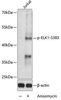 Phospho-ELK1-S383 Rabbit pAb