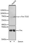 Western blot - Phospho-c-Fos-T232 Rabbit pAb (AP0038)