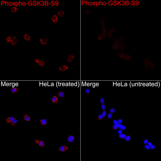 ABclonal:Immunofluorescence - Phospho-GSK3β-S9 Rabbit pAb (AP0039)}