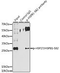 Western blot - Phospho-HSP27/HSPB1-S82 Rabbit pAb (AP0041)