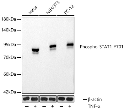 Phospho-STAT1-Y701 Rabbit mAb