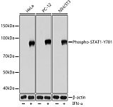 Western blot - Phospho-STAT1-Y701 Rabbit mAb (AP0054)
