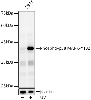 Phospho-p38 MAPK-Y182 Rabbit pAb