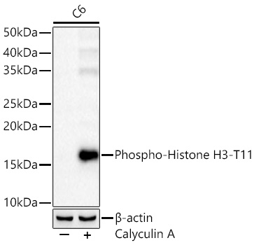 Phospho-Histone H3-T11 Rabbit pAb