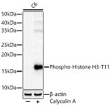 Western blot - Phospho-Histone H3-T11 Rabbit pAb (AP0093)