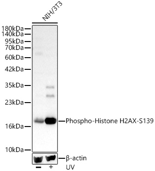 Phospho-Histone H2AX-S139 Rabbit pAb