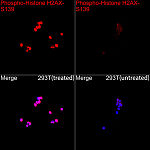 Western blot - Phospho-Histone H2AX-S139 Rabbit pAb (AP0099)