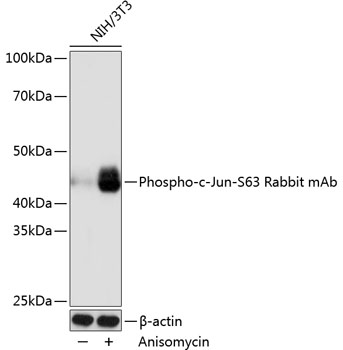 Phospho-c-Jun-S63 Rabbit mAb