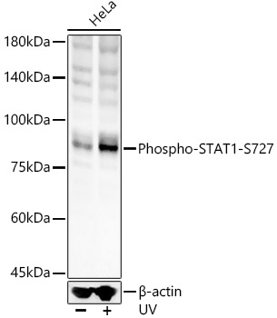 Phospho-STAT1-S727 Rabbit pAb