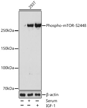 Phospho-mTOR-S2448 Rabbit mAb