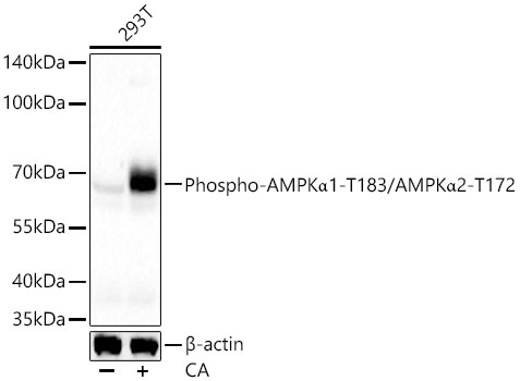 Phospho-AMPKα1-T183/AMPKα2-T172 Rabbit pAb
