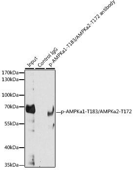 Phospho-AMPKα1-T183/AMPKα2-T172 Rabbit pAb