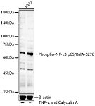 Western blot - Phospho-NF-kB p65/RelA-S276 Rabbit pAb (AP0123)