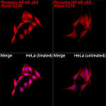 Western blot - Phospho-NF-kB p65/RelA-S276 Rabbit pAb (AP0123)