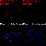 Western blot - Phospho-NF-kB p65/RelA-S536 Rabbit pAb (AP0124)