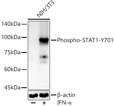 Phospho-STAT1-Y701 Rabbit pAb