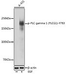 Western blot - Phospho-PLC gamma 1 (PLCG1)-Y783 Rabbit pAb (AP0164)