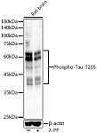Western blot - Phospho-Tau-T205 Rabbit pAb (AP0168)