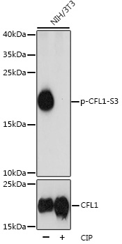 Phospho-CFL1-S3 Rabbit pAb