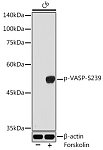 Western blot - Phospho-VASP-S239 Rabbit pAb (AP0187)