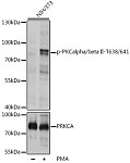 Western blot - Phospho-PKCalpha/beta II-T638/641 Rabbit pAb (AP0191)