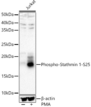 Phospho-Stathmin 1-S25 Rabbit pAb