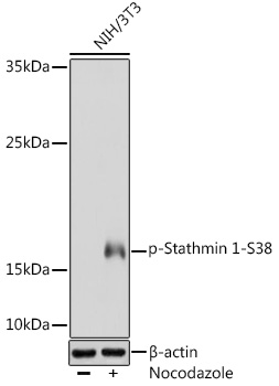 Phospho-Stathmin 1-S38 Rabbit pAb