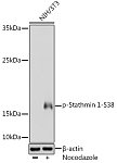 Western blot - Phospho-Stathmin 1-S38 Rabbit pAb (AP0221)