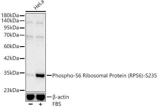 Phospho-S6 Ribosomal Protein (RPS6)-S235 Rabbit pAb