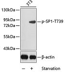 Western blot - Phospho-SP1-T739 Rabbit pAb (AP0231)