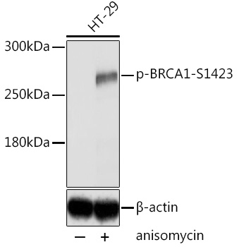 Phospho-BRCA1-S1423 Rabbit pAb