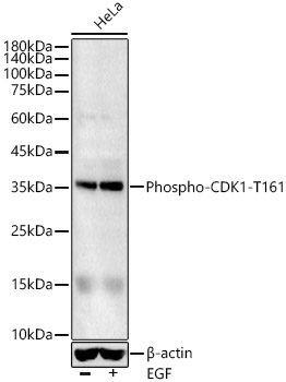 Phospho-CDK1-T161 Rabbit pAb